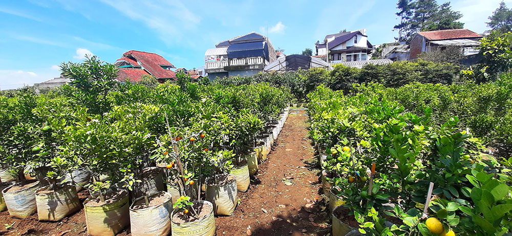 TANAH KAVLING STRAWBERRY SAYAP JALAN SERSAN BAJURI BANDUNG