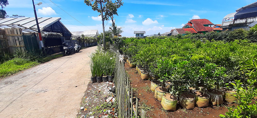 TANAH KAVLING STRAWBERRY SAYAP JALAN SERSAN BAJURI BANDUNG