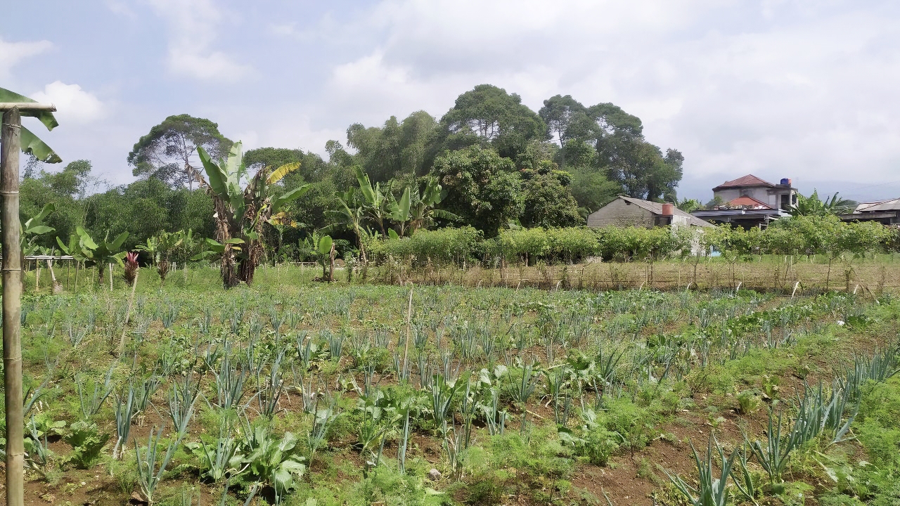 Dijual Kebun Produktif Lokasi Sangat Strategis Lahan Siap Bangun