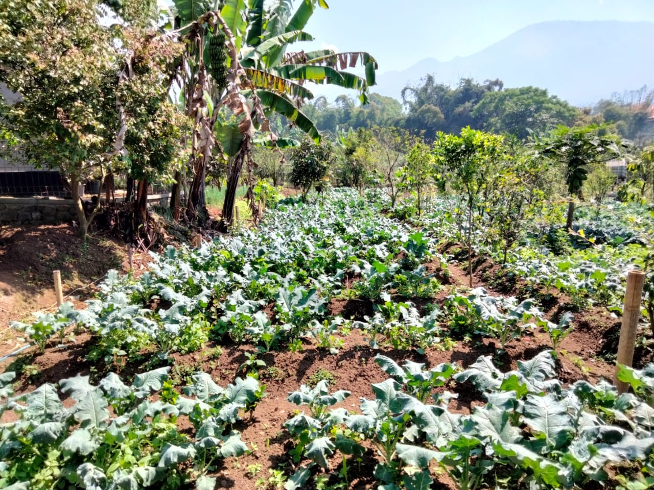 Dijual Villa Eksklusif di Batu – Suasana Asri dan Sejuk!