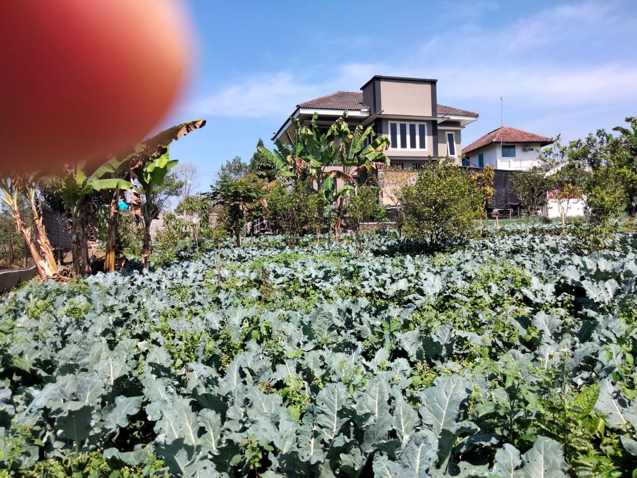 Dijual Villa Eksklusif di Batu – Suasana Asri dan Sejuk!