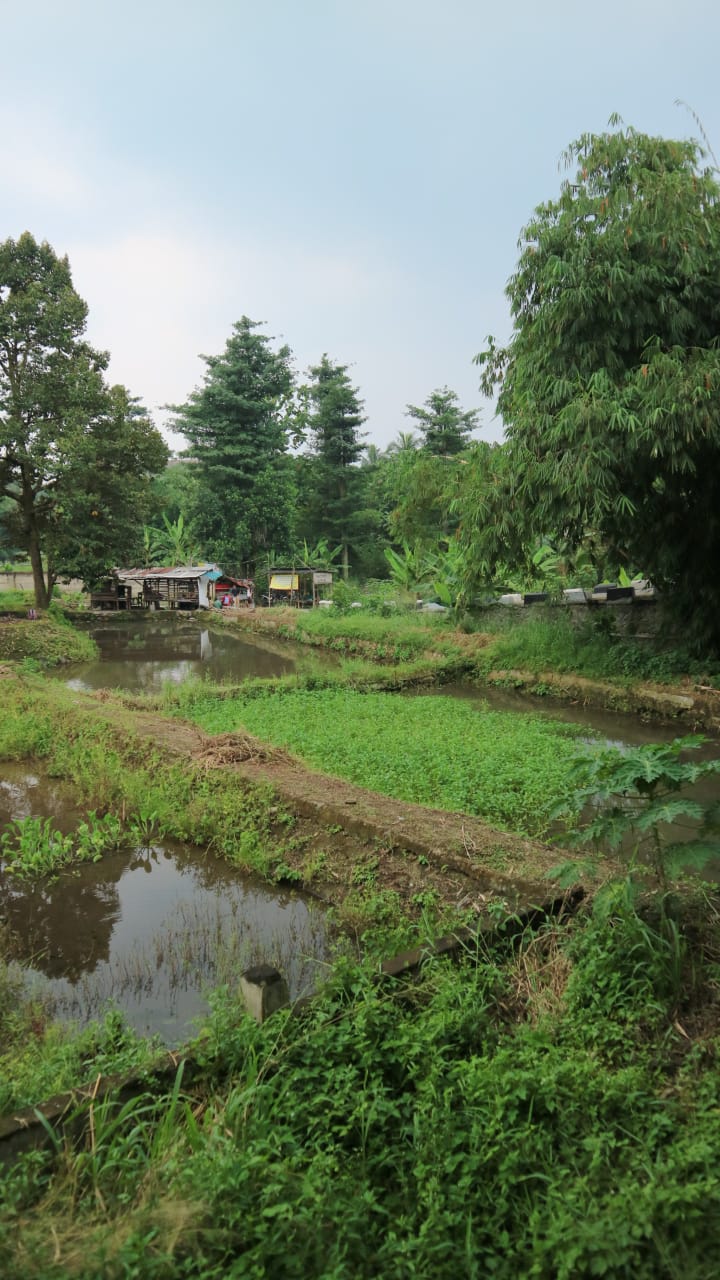 Dijual cepat Tanah dan Empang kawasan Cihideung Hilir