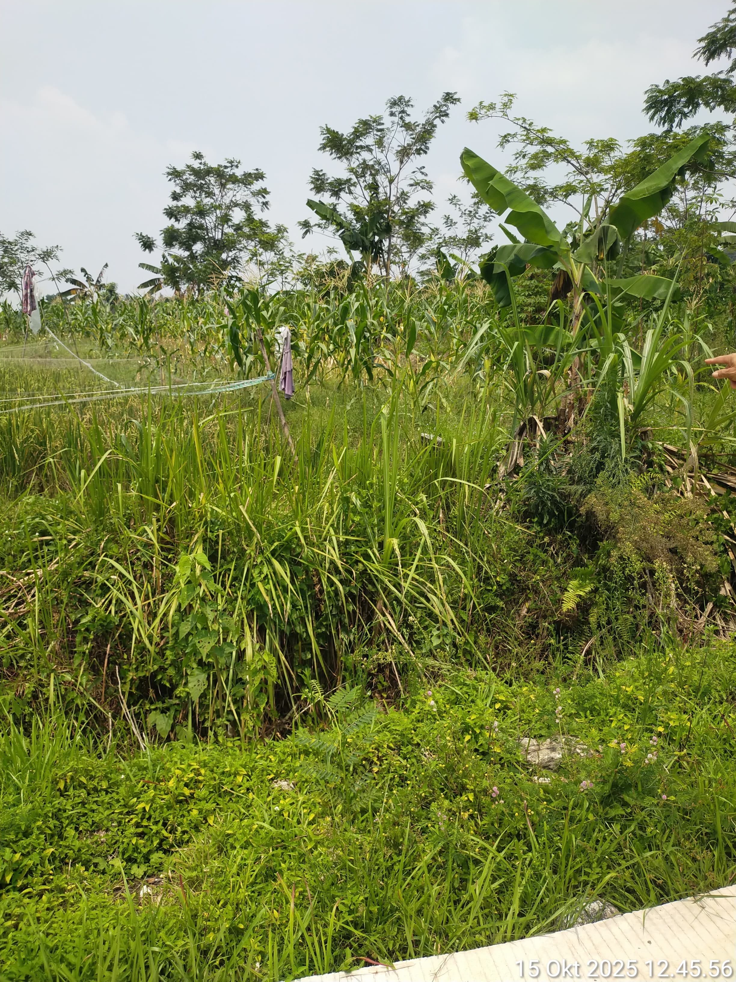 Dijual Tanah didaerah berkembang