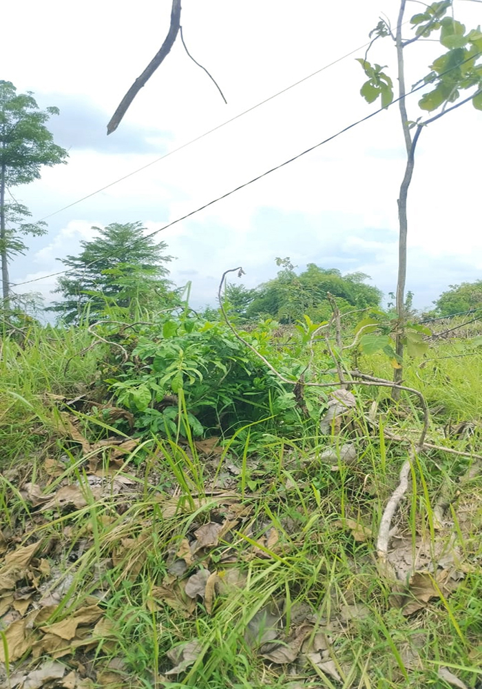 Tanah 7320 m2 SHM Muka 50 Meter di Jl. Raya Jatiwangi Majalengka