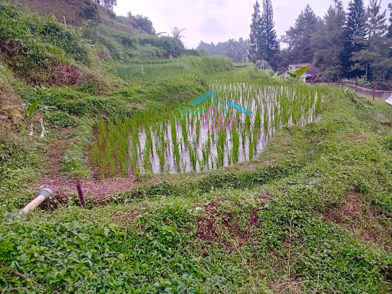 JUAL TANAH SAWAH DI CILEMBER CISARUA KABUPATEN BOGOR