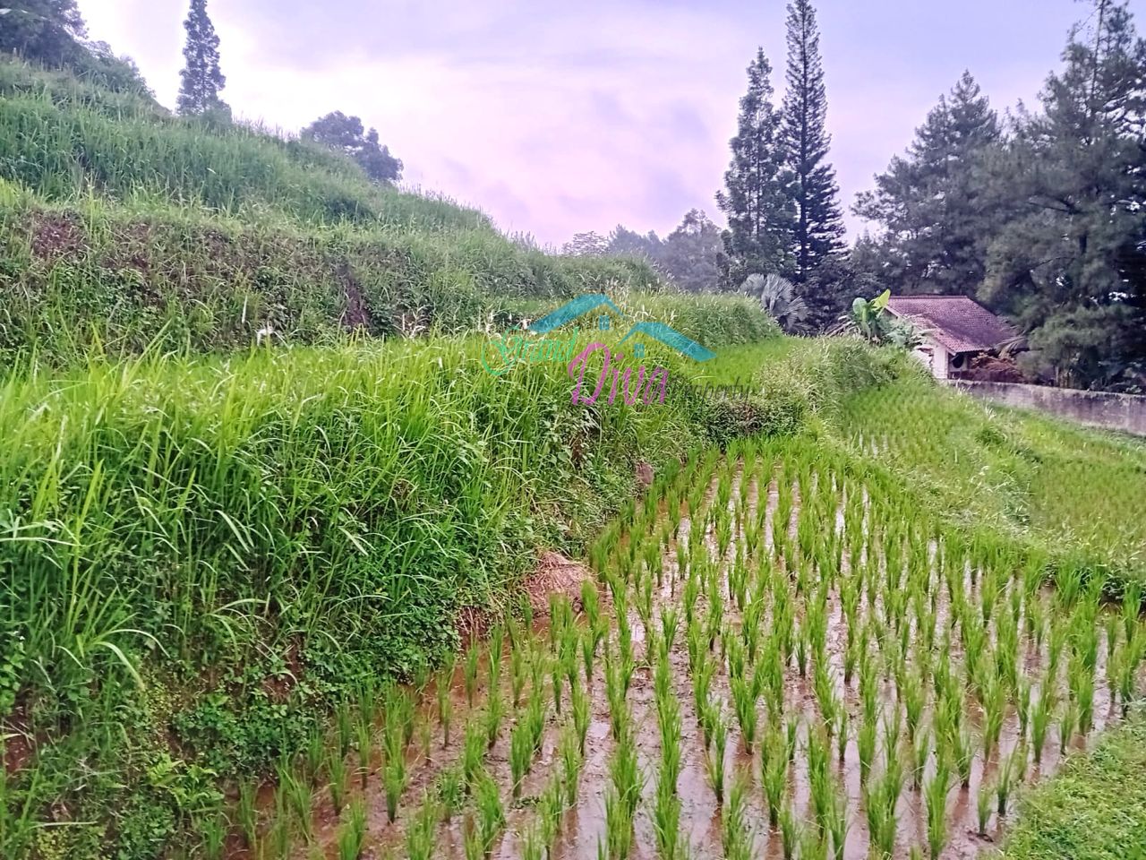JUAL TANAH SAWAH DI CILEMBER CISARUA KABUPATEN BOGOR