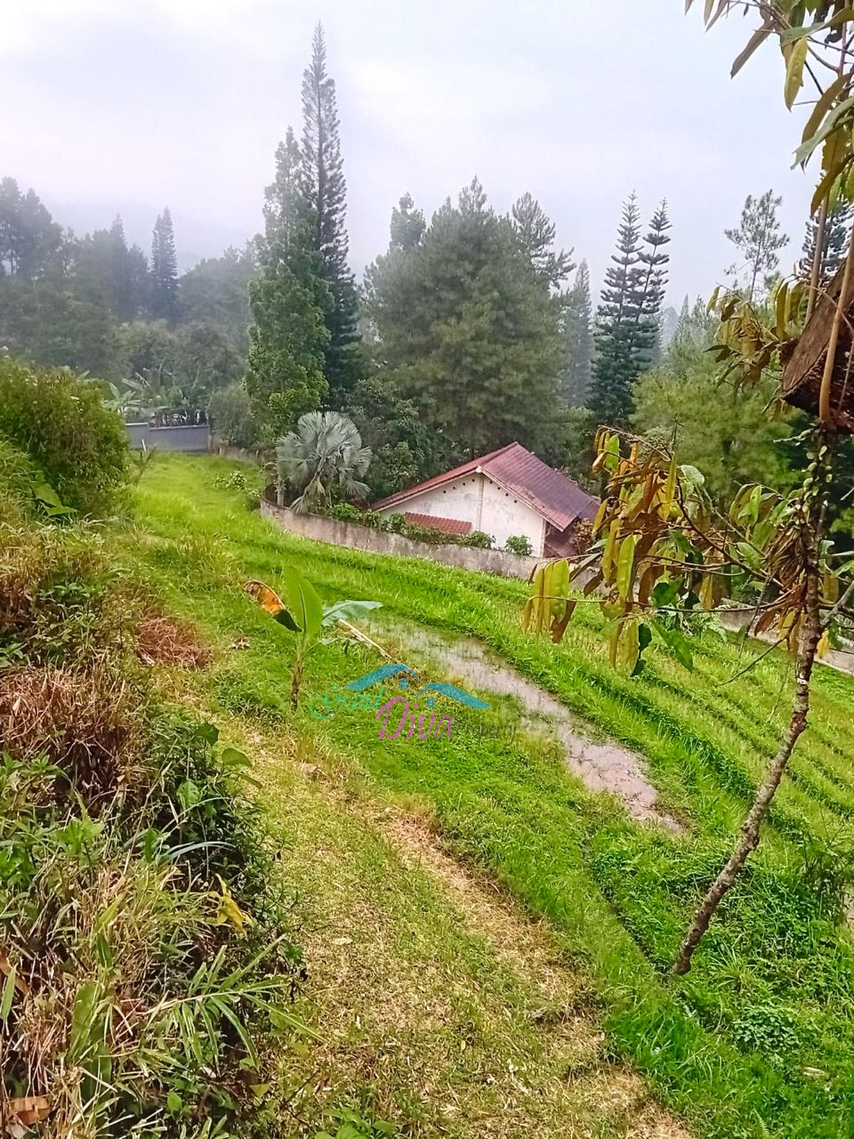 JUAL TANAH SAWAH DI CILEMBER CISARUA KABUPATEN BOGOR