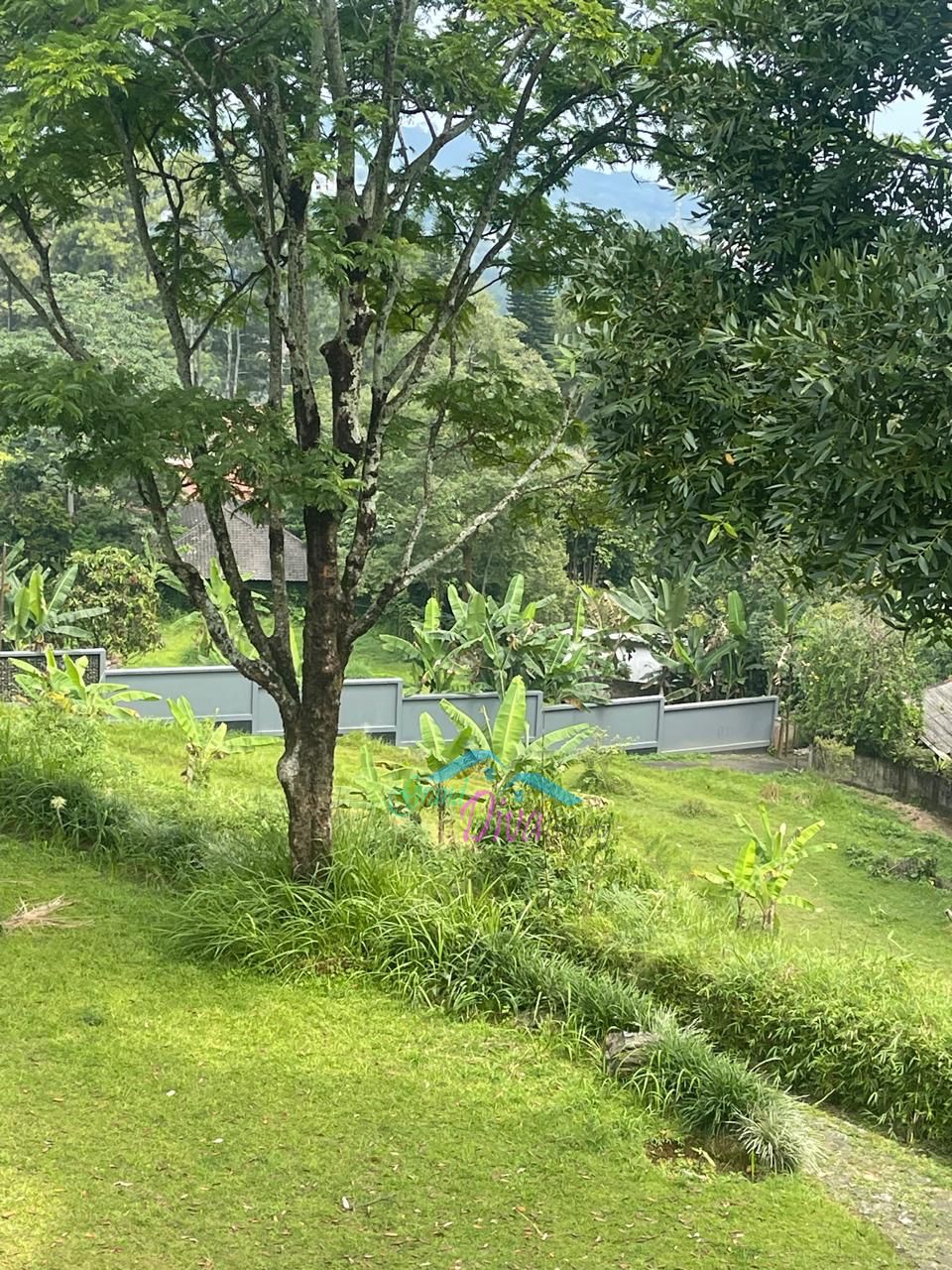 JUAL TANAH SAWAH DI CILEMBER CISARUA KABUPATEN BOGOR