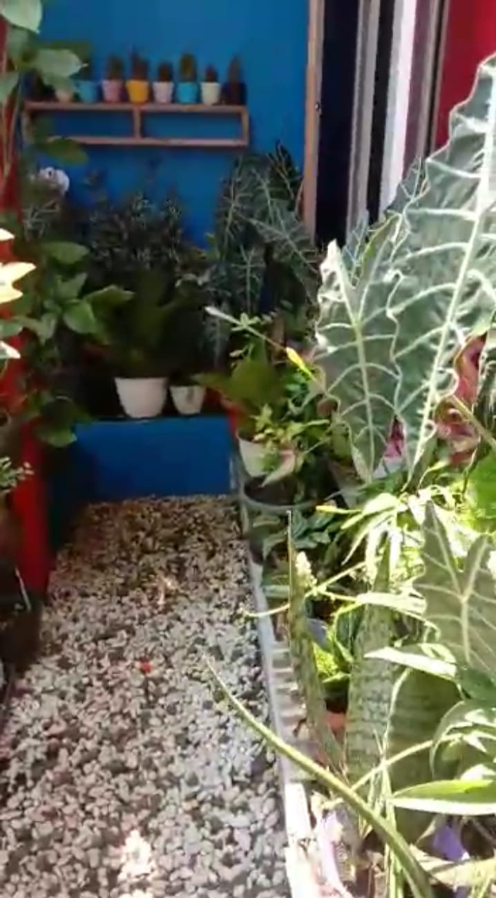 Rumah murah 600 juta siap huni cluster 3 unit di Kalimulya Depok