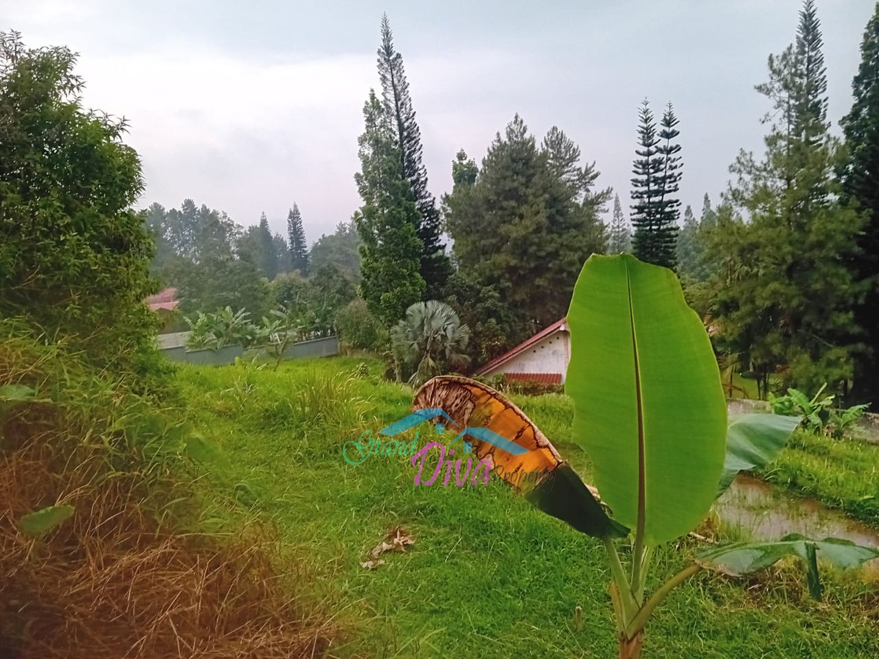 JUAL TANAH SAWAH DI CILEMBER CISARUA KABUPATEN BOGOR