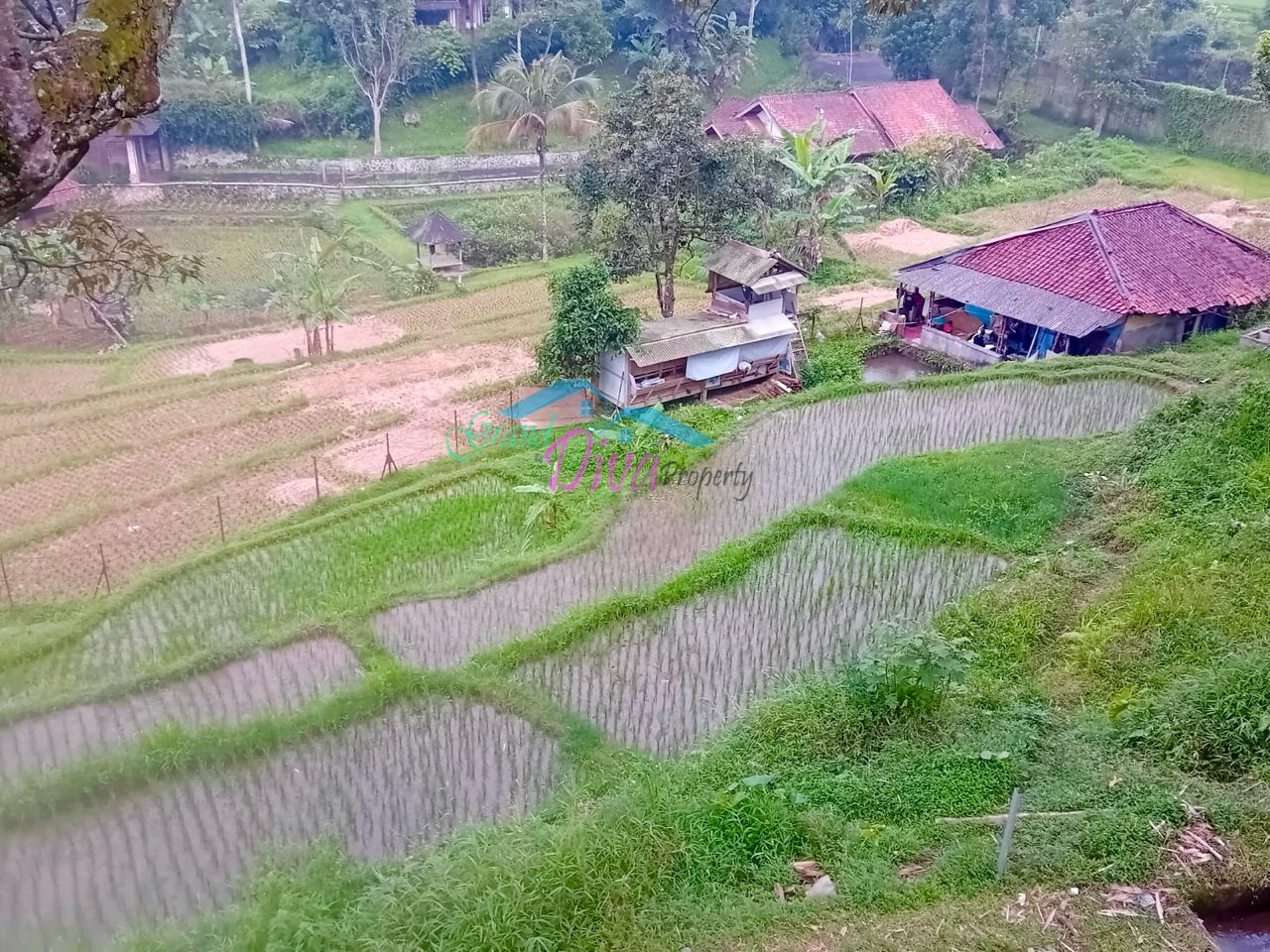 JUAL TANAH SAWAH DI CILEMBER CISARUA KABUPATEN BOGOR